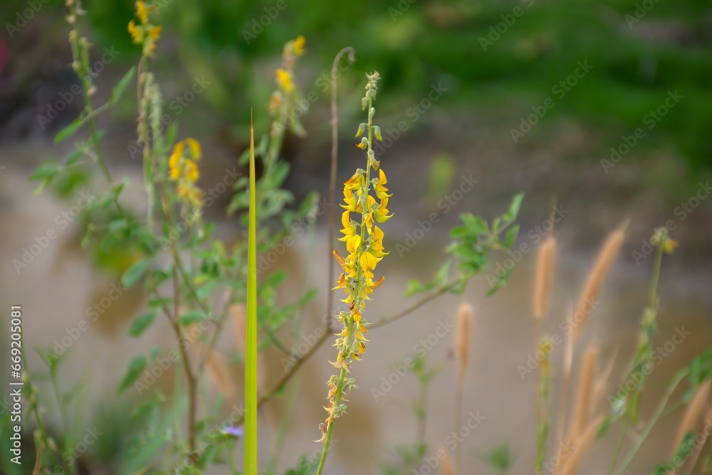 Crotalaria spectabilis, or showy rattlebox or showy rattlepod, is a flowering plant in the pea family. Crotalaria spectabilis, or showy rattlebox or showy rattlepod, is a flowering plant in the pea family.