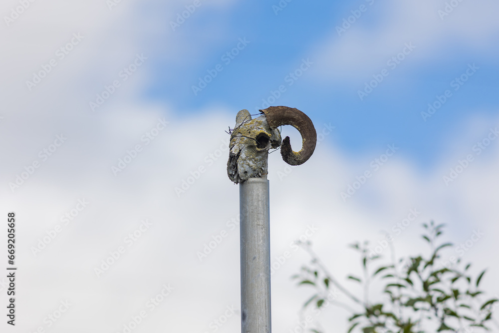 skull skeleton of a ram on a pole against the blue sky skull skeleton of a ram on a pole against the blue sky