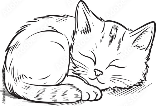 felini animali carnivori, tigri e leoni, gattini felici 09