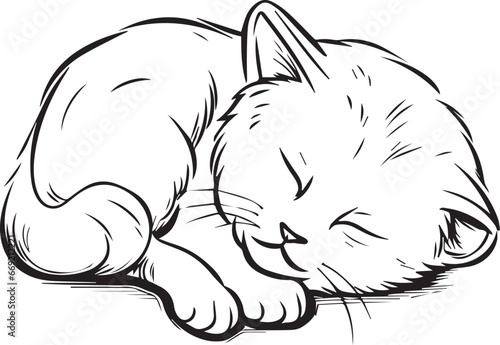 felini animali carnivori, tigri e leoni, gattini felici 07