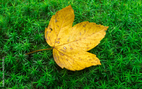 jesienny liść klonu na tle mchu