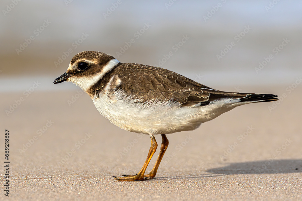 Common ringed plover (Charadrius hiaticula), juvenile plumage. Poland, the Baltic coast. Selective focus on bird's eye