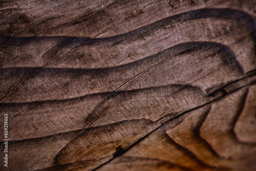 texture of wood