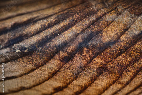 close up of a tree