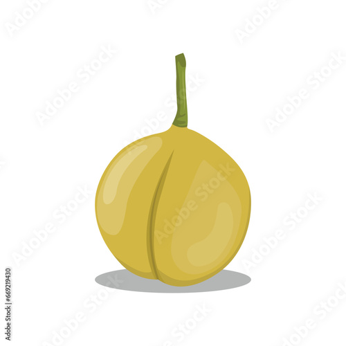 Vector illustration set of fragrant nutmeg fruit and seed in cartoon flat style design. Raw fruit herb. Ground seasoning nut. Dried seeds and fresh mace fruits herbal ingredient, cooking flavor. 