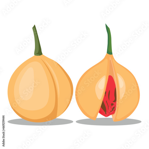 Vector illustration set of fragrant nutmeg fruit and seed in cartoon flat style design. Raw fruit herb. Ground seasoning nut. Dried seeds and fresh mace fruits herbal ingredient, cooking flavor. 