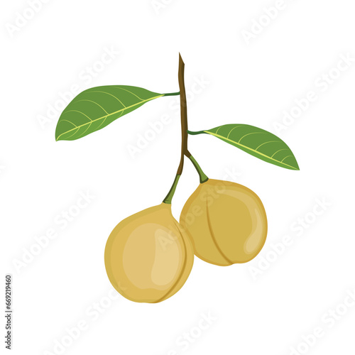 Vector illustration set of fragrant nutmeg fruit and seed in cartoon flat style design. Raw fruit herb. Ground seasoning nut. Dried seeds and fresh mace fruits herbal ingredient, cooking flavor. 