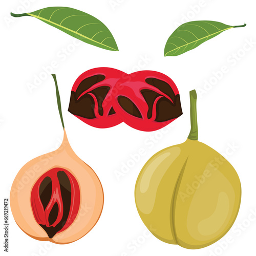 Vector illustration set of fragrant nutmeg fruit and seed in cartoon flat style design. Raw fruit herb. Ground seasoning nut. Dried seeds and fresh mace fruits herbal ingredient, cooking flavor. 