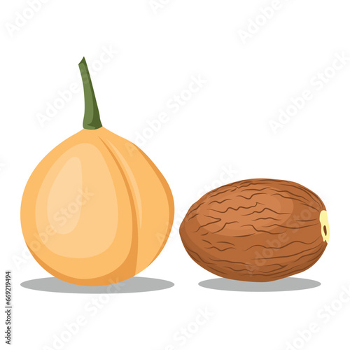 Vector illustration set of fragrant nutmeg fruit and seed in cartoon flat style design. Raw fruit herb. Ground seasoning nut. Dried seeds and fresh mace fruits herbal ingredient, cooking flavor. 