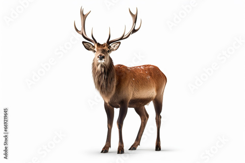 Fototapeta Naklejka Na Ścianę i Meble -  The King of the Forest: A Stunning Image of a Stag with Antlers,deer isolated on white