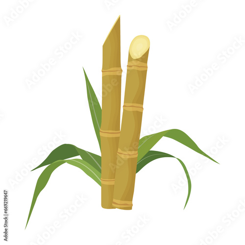 Sets of sugarcane stem and leaves. Green and violet sugar cane plant sliced. Cut saccharum officinarum and sweet juice. Agriculture industry healthy product. Fresh and raw sugarcane icon, logo, vector