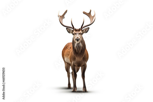 Fototapeta Naklejka Na Ścianę i Meble -  The King of the Forest: A Stunning Image of a Stag with Antlers,deer isolated on white