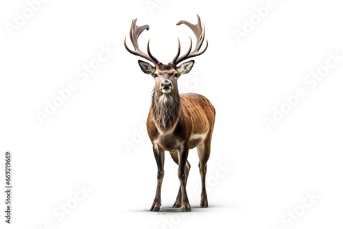 Fototapeta Naklejka Na Ścianę i Meble -  The King of the Forest: A Stunning Image of a Stag with Antlers,deer isolated on white