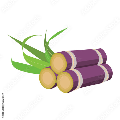 Sets of sugarcane stem and leaves. Green and violet sugar cane plant sliced. Cut saccharum officinarum and sweet juice. Agriculture industry healthy product. Fresh and raw sugarcane icon, logo, vector