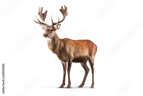 Fototapeta Naklejka Na Ścianę i Meble -  The King of the Forest: A Stunning Image of a Stag with Antlers,deer isolated on white