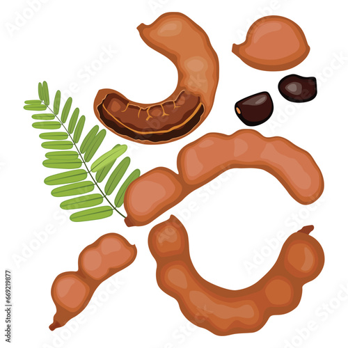 Vector illustration set of tamarind in cartoon flat syle design. Brown asian exotic fruit. Whole and opened pod with pulp. Seeds and green leaves. Ripe and fresh natural agriculture product