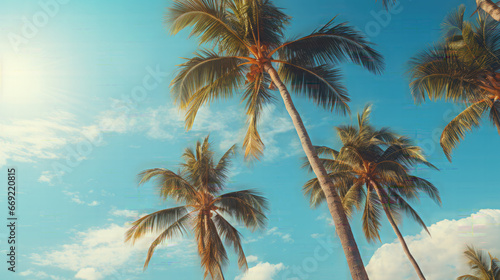 Palm trees view from below, tropical beach, and summer background, travel concept. Blue sky