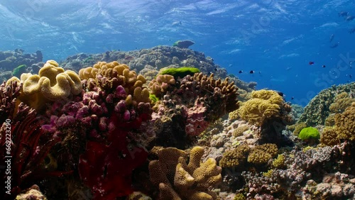 A vibrant coral seascape on the Great Barrier Reef. Green seagrass is seen moving with the current. 