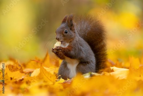 The red squirrel or Eurasian red squirrel  Sciurus vulgaris 