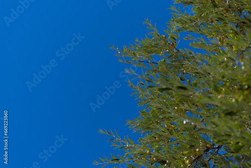 Green branches, leaves and fruits of olive and oleaster on a summer day photo