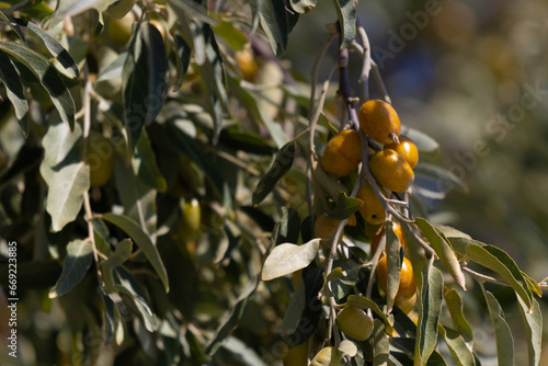 Green branches, leaves and fruits of olive and oleaster on a summer day photo