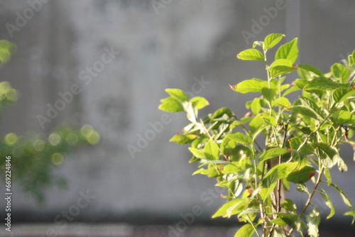 leaves on a branch