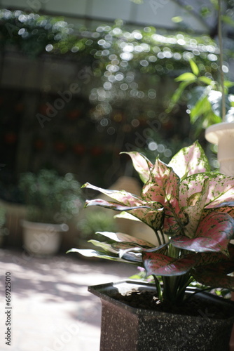 flower in a garden