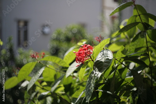 red flowers in a garden