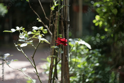 red flower in the garden