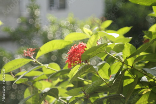 wild strawberry in the garden