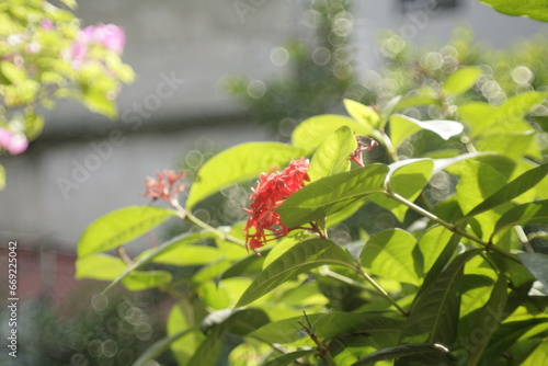 red and green parrot