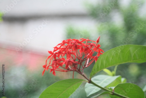 red flower