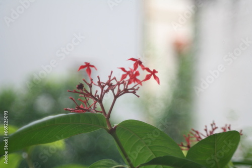 red flower in the garden