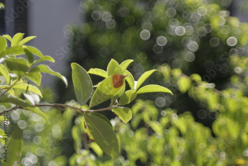flowers in the garden