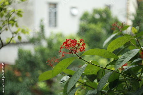 red and yellow flowers