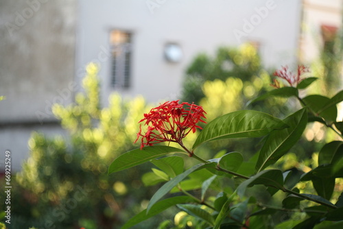 red flower in the garden