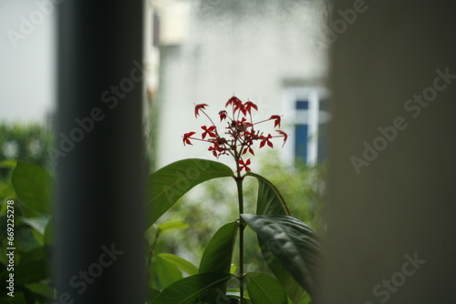 flowers in the window
