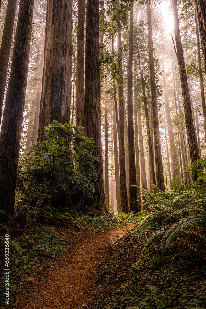 Obraz premium California's Redwood National Park