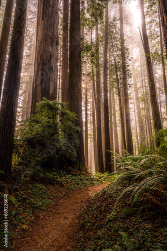 California s Redwood National Park