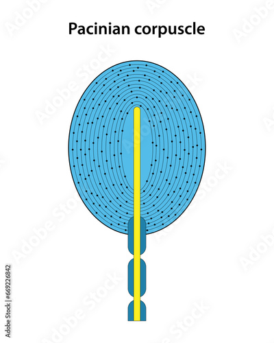 Skin receptor. Pacinian Corpuscle.
