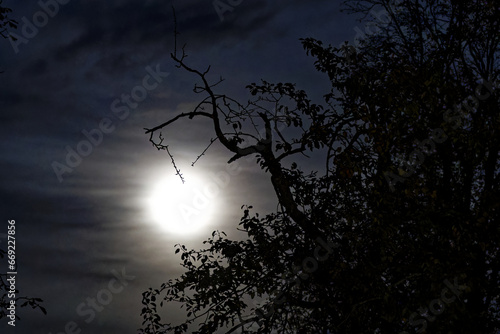 Glowing full moon with silhouette of branches on a cloudy autumn night at Swiss City of Z  rich. Photo taken October 28th  2023  Zurich  Switzerland.