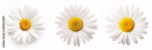 A stunning Marguerite Daisy, isolated on a bright backdrop. © ckybe