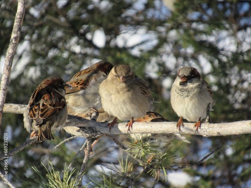 sparrow on a branch