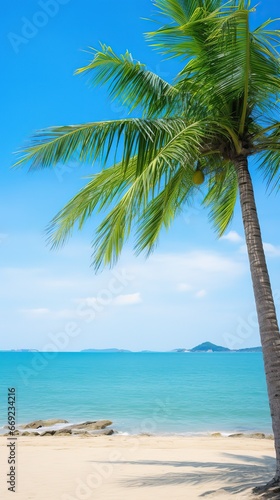 palm tree on the beach