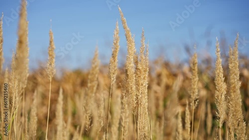 Wallpaper Mural close-up field golden spikes sprouting plants farming agrarian culture nature Torontodigital.ca