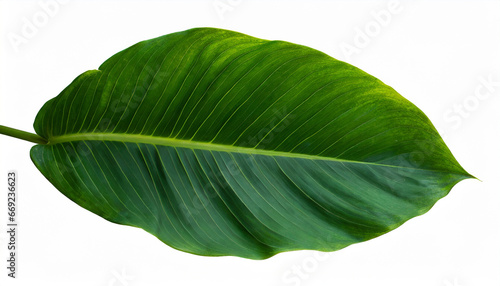 tropical green leaf isolated on white background with clipping path for design elements abstract green leaves texture nature background