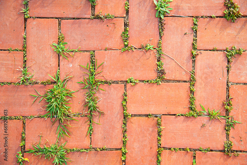 Pattern and close of old orange brick floor with green plant, view from above
