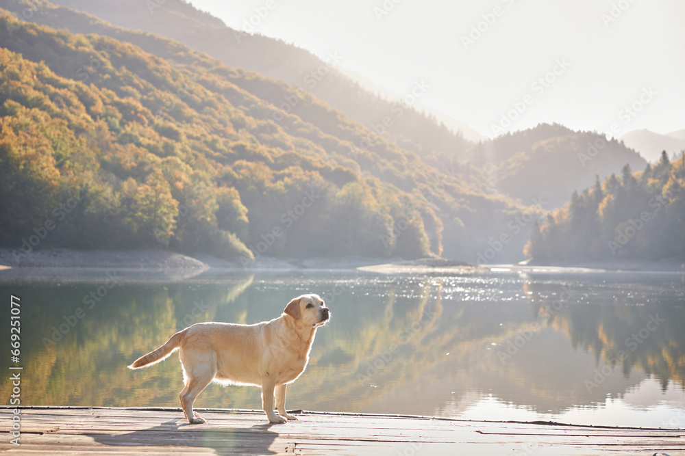 Dog by the Lake. A pale yellow Labrador Retriever sits on a wooden deck, overlooking a calm lake with mountains and autumn foliage in the background. Dog by the Lake. A pale yellow Labrador Retriever sits on a wooden deck, overlooking a calm lake with mountains and autumn foliage in the background.