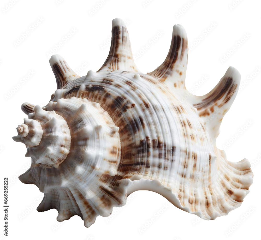 Spiky seashell, white, beige and brown, isolated on transparent background, no shadow Spiky seashell, white, beige and brown, isolated on transparent background, no shadow