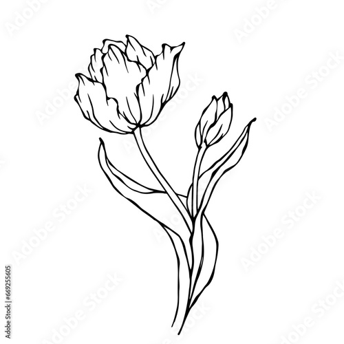 Linear sketch  doodle of a spring tulip flower. Vector graphics.